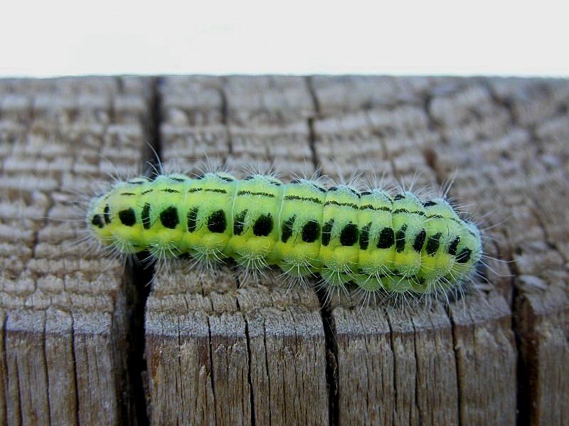 Larva di Zygaena sp.